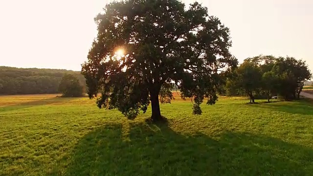 日出时空中孤独的树视频素材