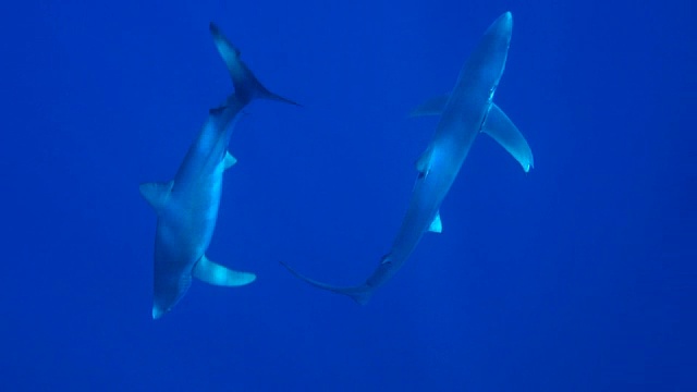 蓝色的鲨鱼视频素材