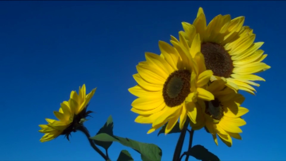 在晴朗的蓝天下，向日葵在微风中摇曳。视频下载