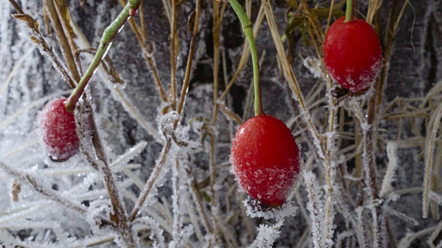 英国冬天玫瑰果和草上的霜冻视频下载