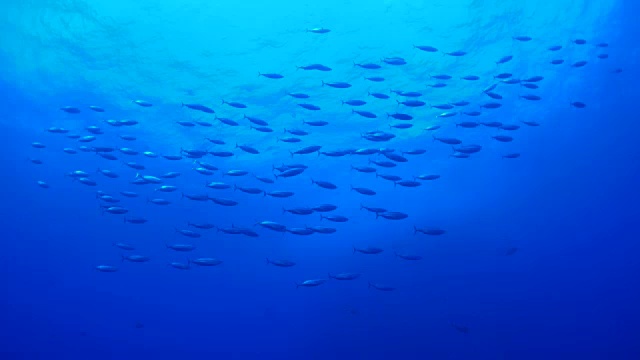 墨西哥海面下成群的鲣鱼视频素材