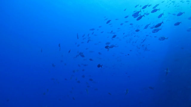 索科罗群岛暗礁上的鱼群视频素材