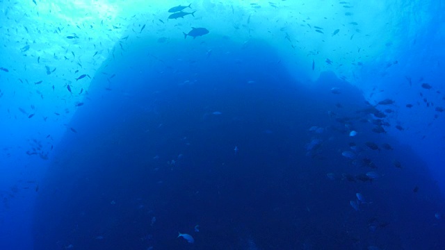 巨大的海底山和鱼视频素材