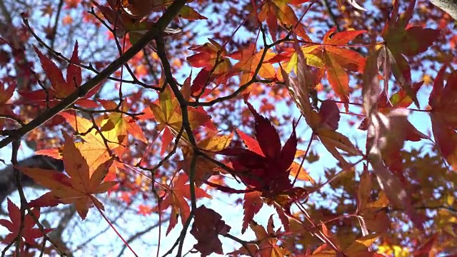 日本爱知县，可兰经，红红的枫叶。视频素材