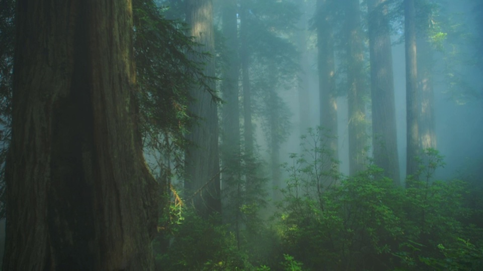 迷雾笼罩着一片红木森林。视频下载