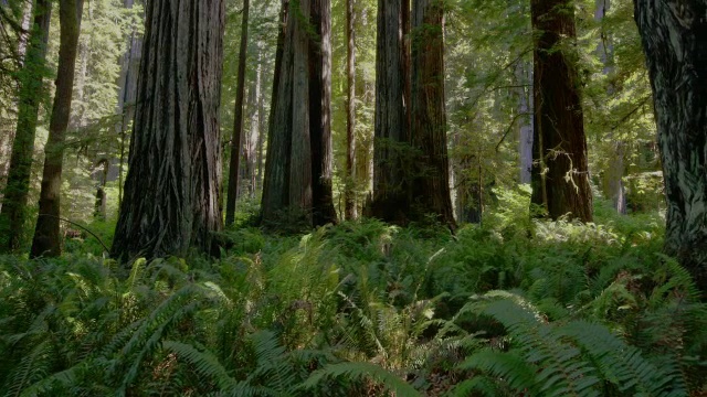 拍摄红木国家公园森林中的红木树干和蕨类植物视频下载