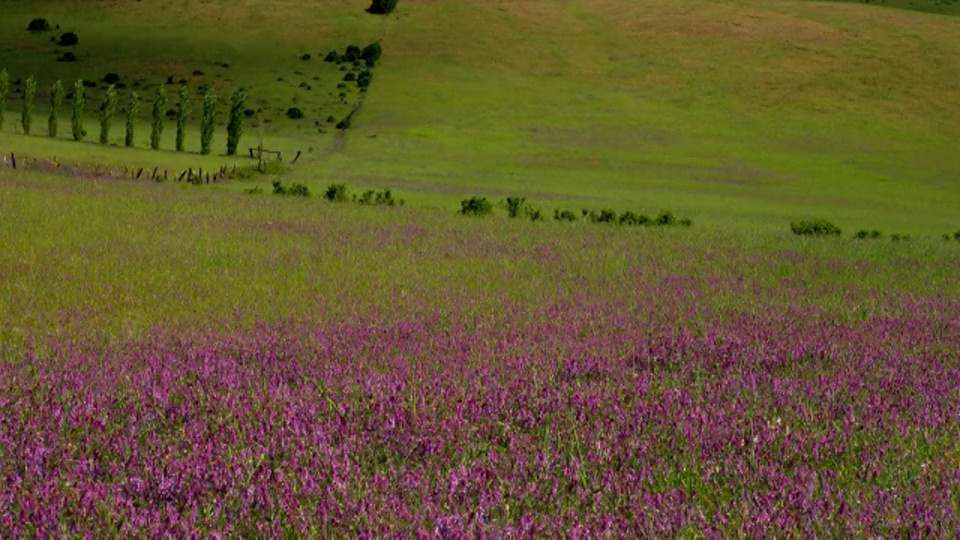 从中到宽镜头，紫色的花与起伏的绿色山丘背景，阿什兰，俄勒冈州视频下载