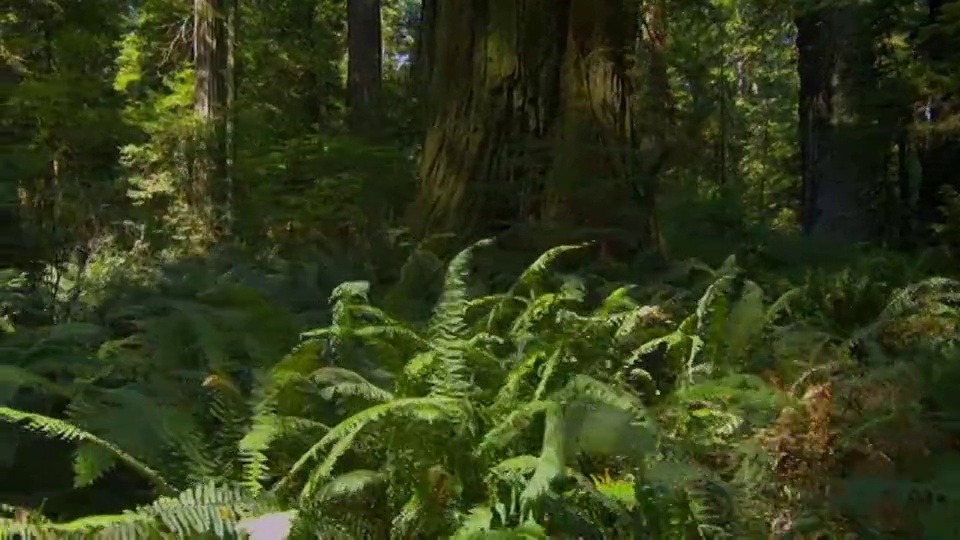 斯坦尼康POV通过深绿色的灌木丛在森林，红木国家公园，加利福尼亚州视频下载