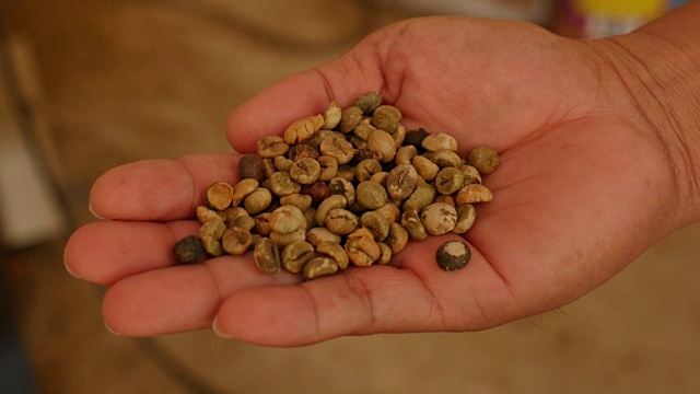 专家的手检查轻生咖啡豆。视频下载