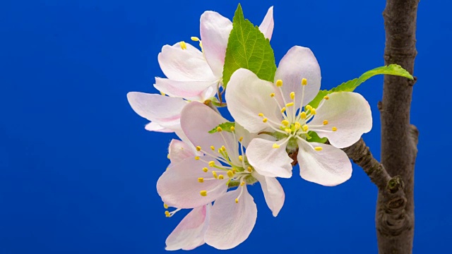 野生苹果树花在蓝色背景下生长的高清时间间隔。盛开的花上色度键背景，剪下背景视频素材