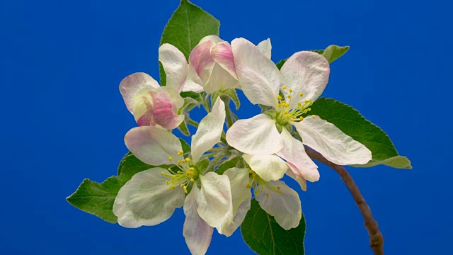 野生苹果树花在蓝色背景下生长的高清时间间隔。盛开的花上色度键背景，剪下背景视频素材