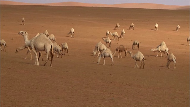 沙特阿拉伯的骆驼视频下载