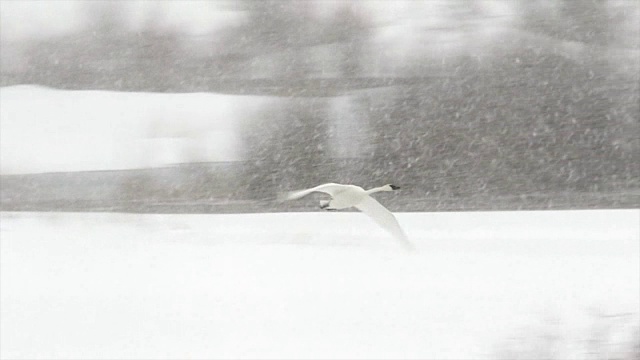 MS/SLOMO拍摄的号手天鹅(Cygnus buccinator)在暴风雪中飞行视频下载