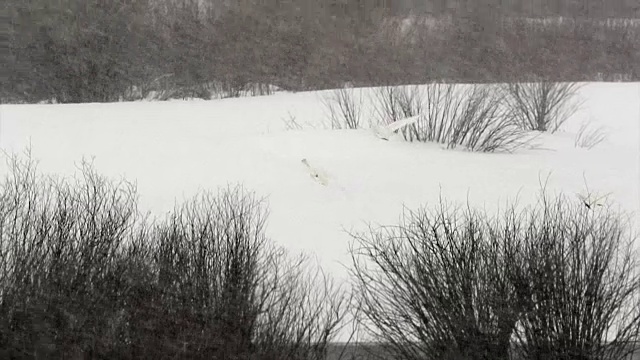 WS/SLOMO拍摄的号手天鹅(天鹅座)在暴风雪中飞行视频下载