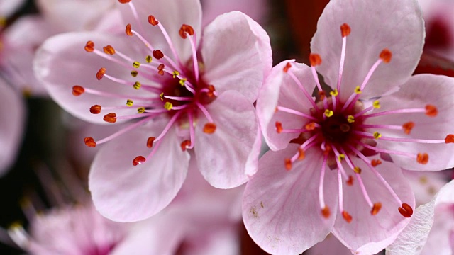 粉红色的樱花盛开视频素材