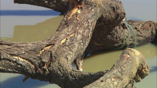 CU PAN和非洲狮幼崽从树枝上跳到河岸上，经过镜头视频素材