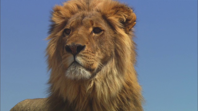 非洲狮专注地环顾四周，然后走出画框视频下载