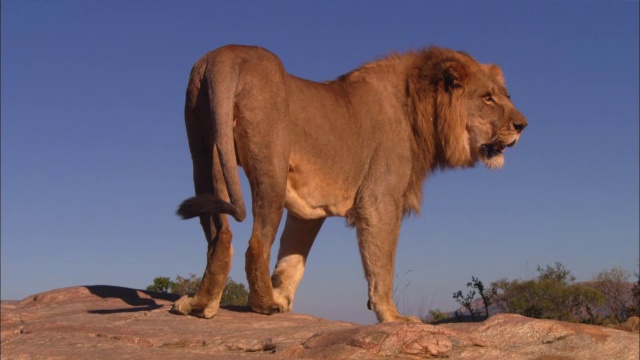 非洲狮站在突出的岩石上，聚精会神地环顾四周视频下载