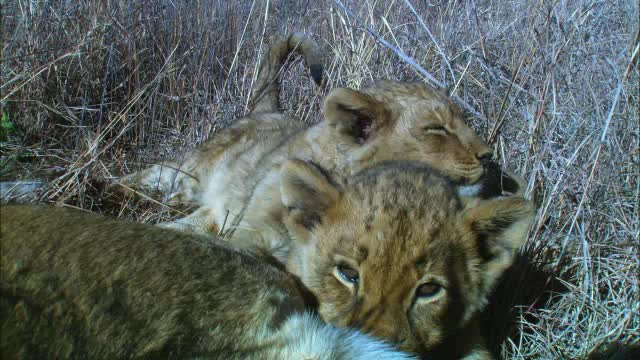 2只非洲狮幼崽躺在草丛中，离镜头非常近，正在吮吸母狮的奶视频下载