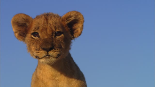 非常年轻的非洲狮幼崽在黄昏的光线下专注地环顾四周，然后躺下视频下载