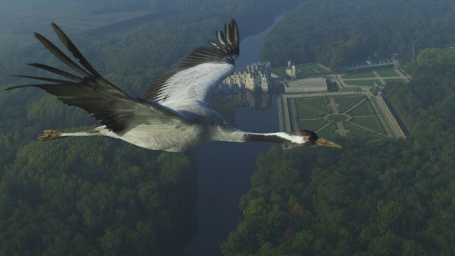 空对空MS与普通鹤一起飞行，背景是舍农索城堡视频素材