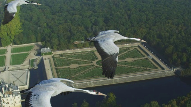 3只普通鹤在空中飞翔，背景是舍农索城堡的花园视频素材