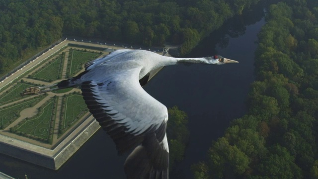 空对空的MS在普通鹤旁边飞行，背景是乡村景观。TD到MS第二只鹤，背景是舍农索城堡的花园视频素材