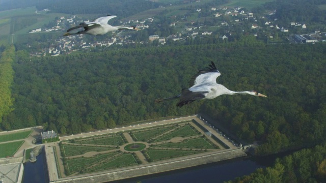 CU与Common Crane TU空对空飞行，背景是舍农索城堡的花园视频素材