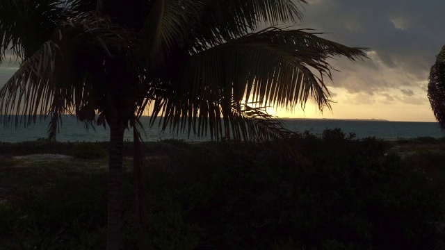 在墨西哥坎昆日落时，空中升起的棕榈树在风中摇曳视频素材