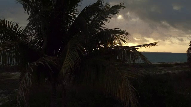 在墨西哥坎昆日落时，空中升起的棕榈树在风中摇曳视频素材