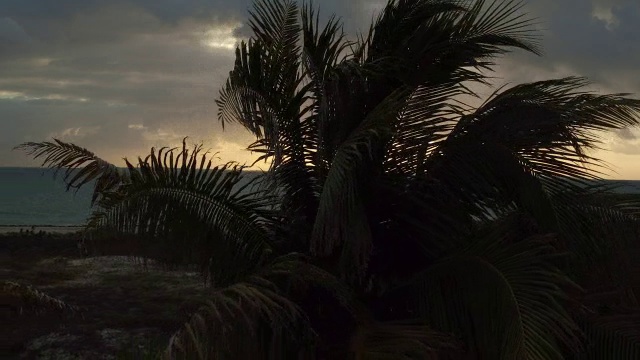 在墨西哥坎昆的夕阳下，空中淘金在黑暗的棕榈树后面视频素材