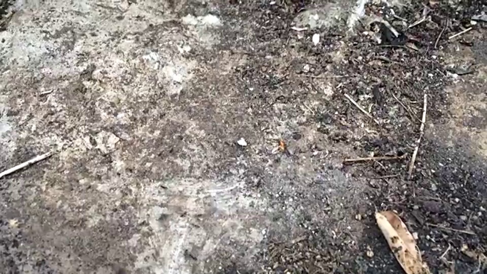 黑蚂蚁视频下载