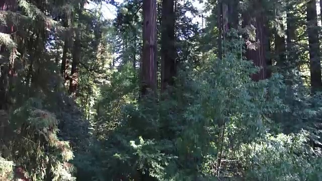 在红木，空中，4K, 16s, 50的15，森林树，北加州最高的树在世界上，太阳闪光，亥伯龙树，世界纪录，股票视频销售-无人机发现llc无人机鸟瞰视频下载