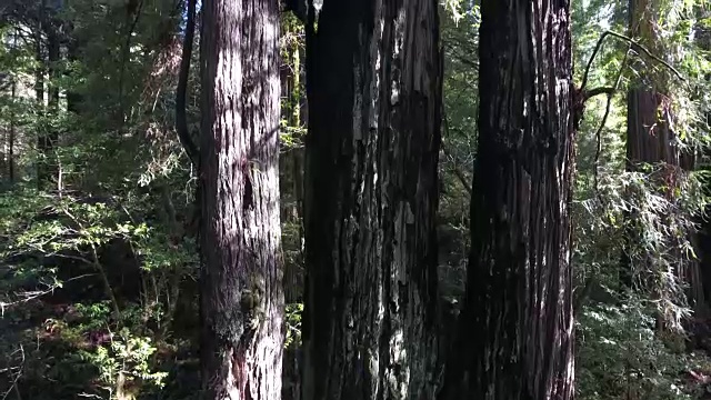 上升的树，红木森林，空中，4K, 55秒，50的2棵，红木树，北加州最高的树在世界上，太阳耀斑，亥伯龙树，世界纪录，股票视频销售-无人机发现llc无人机鸟瞰视频下载