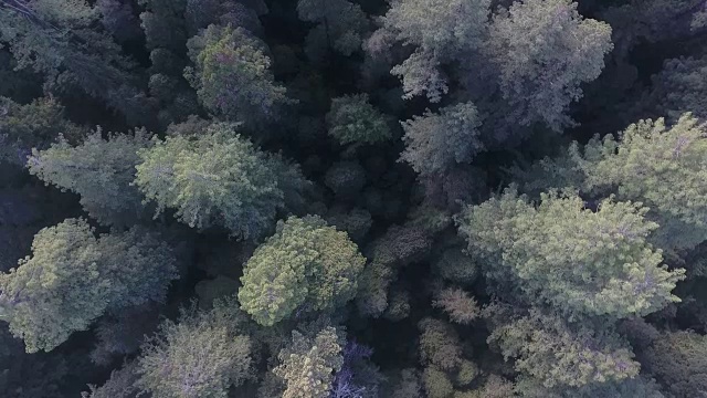 向下看pan周围的白杨树，空中，4K, 14s, 23of34，白杨树，树叶，山，美丽的颜色，变化的叶子，科罗拉多，空中，库存视频销售-无人机发现4K自然/野生动物/天气无人机空中视频视频下载