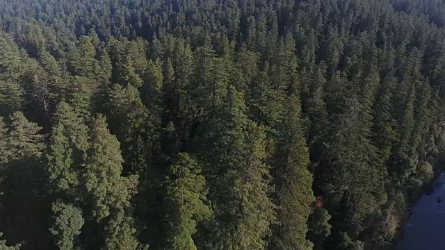 Side flight over River Redwood Forest, Aerial, 4K, 8s, 36of50, Forest Trees，北加州世界上最高的树，Sun flare，亥伯龙树，世界纪录，库存视频销售-无人机发现4K自然/野生动物/气象无人机航拍视频视频下载