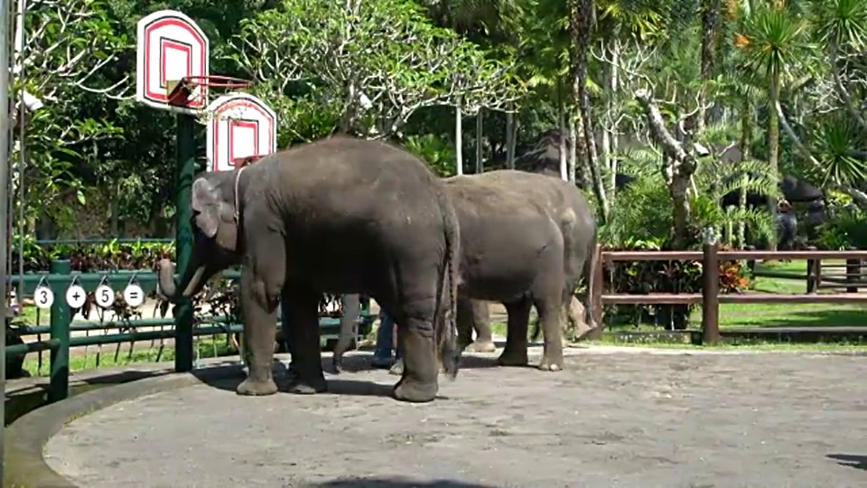 在印度尼西亚的巴厘岛，展示获救的苏门答腊大象的智慧视频素材