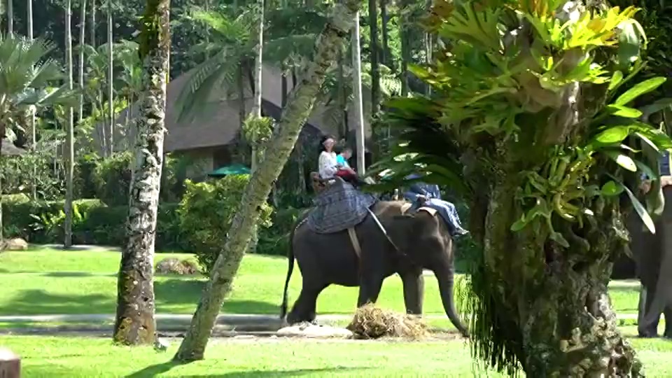 印度尼西亚巴厘岛，游客骑着拯救的苏门答腊大象视频素材