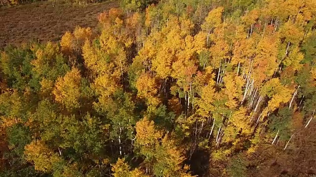 高向下看全景，空中，4K, 17s, 34的3，白杨树，树叶，山脉，美丽的颜色，变化的叶子，科罗拉多，空中，股票视频销售-无人机发现llc无人机鸟瞰图视频下载
