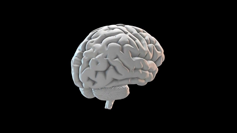 人类大脑-可循环视频下载