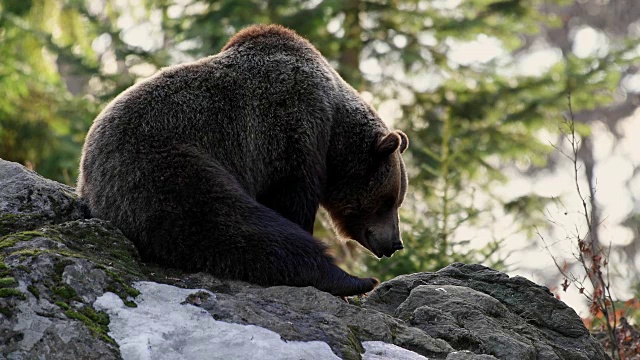 棕熊，北极熊，德国巴伐利亚视频素材