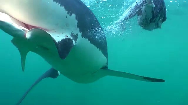 南非，福斯湾，海豹岛，雄性大白鲨张着嘴在靠近笼子的地方游动。视频素材