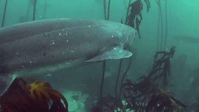 在南非福斯湾的海藻森林中游动的七鳃鲨鱼。视频素材