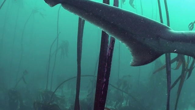 低角度近观看一个宽鼻七鳃鲨鱼游泳通过海藻森林的福斯湾，南非。视频素材