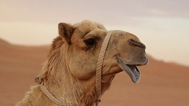 骆驼视频下载