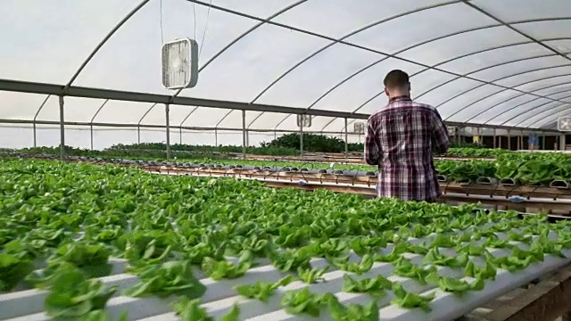 多莉拍摄，男子在水培农场种植蔬菜视频素材
