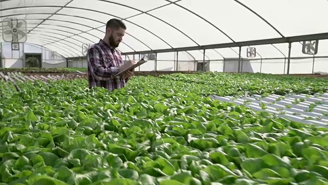 在温室里种蔬菜的年轻人视频素材