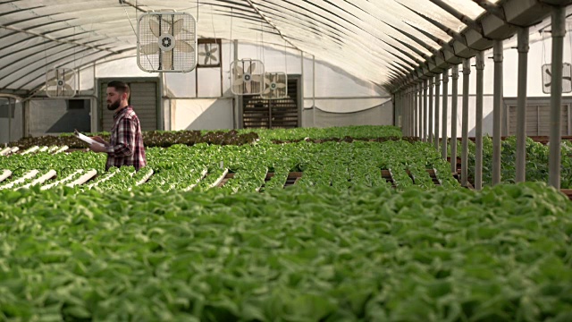 一个年轻人在他的蔬菜农场工作视频素材