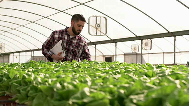 一名加州农民在温室里照料他的蔬菜视频素材