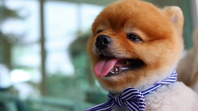 慢镜头，博美犬开心的微笑视频素材